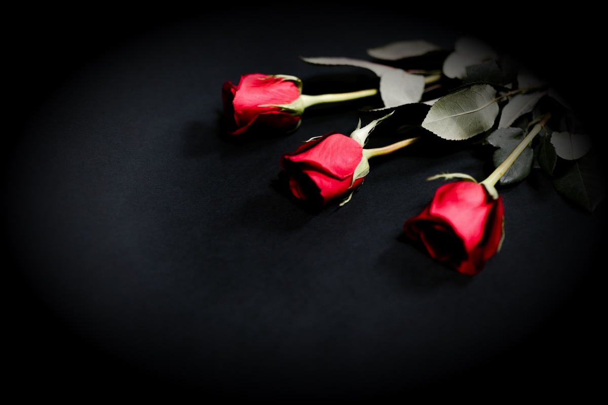 Trois roses rouges sur un fond noir